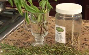 Essential oil extraction from plants
